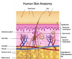 Sebum, Oil and Sebaceous Glands