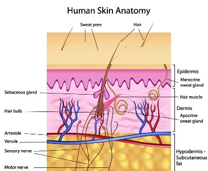 skin anatomy
